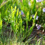 Carqueja: para que serve (e como fazer o chá)-radardasaude