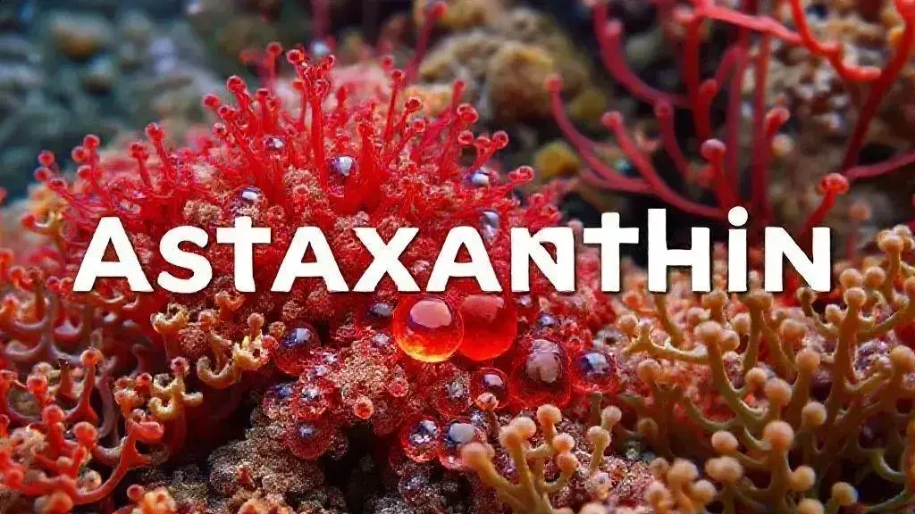 Chantina: o que a torna especial?